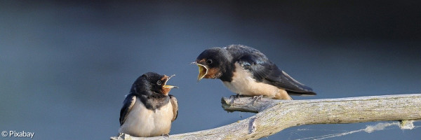 Zwei Vögel keifen sich an