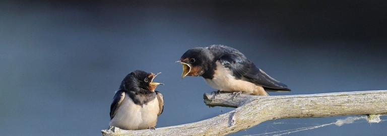 Zwei Vögel keifen sich an